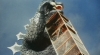 Godzilla - Frankensteins Höllenbrut